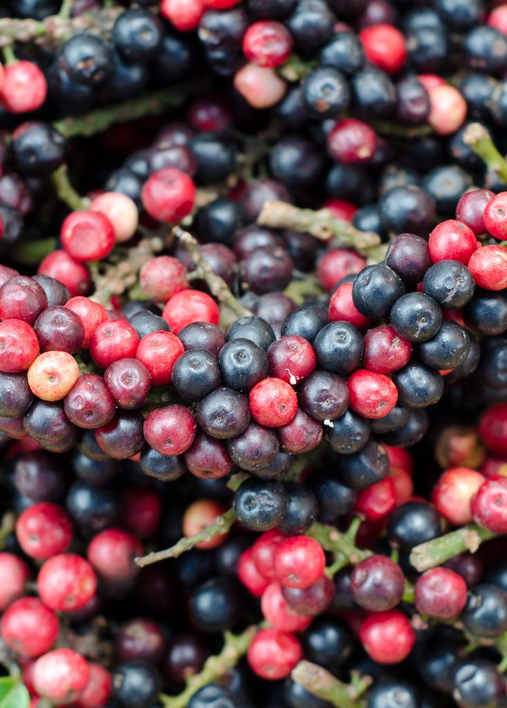 Bignay (Layering) Fruit Plant