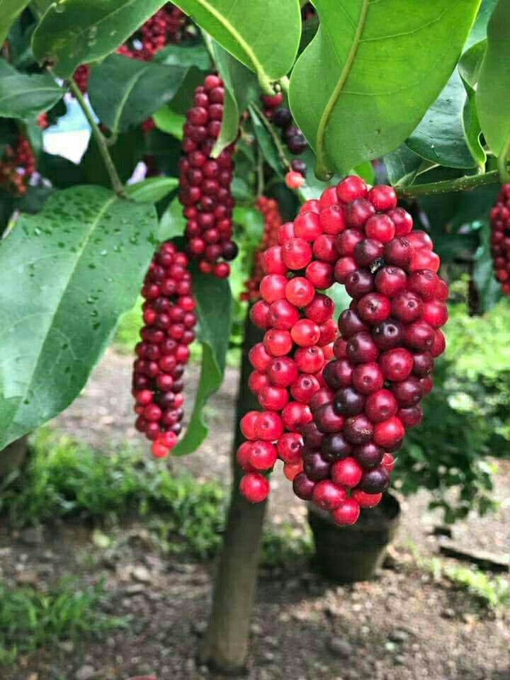 Bignay (Layering) Fruit Plant