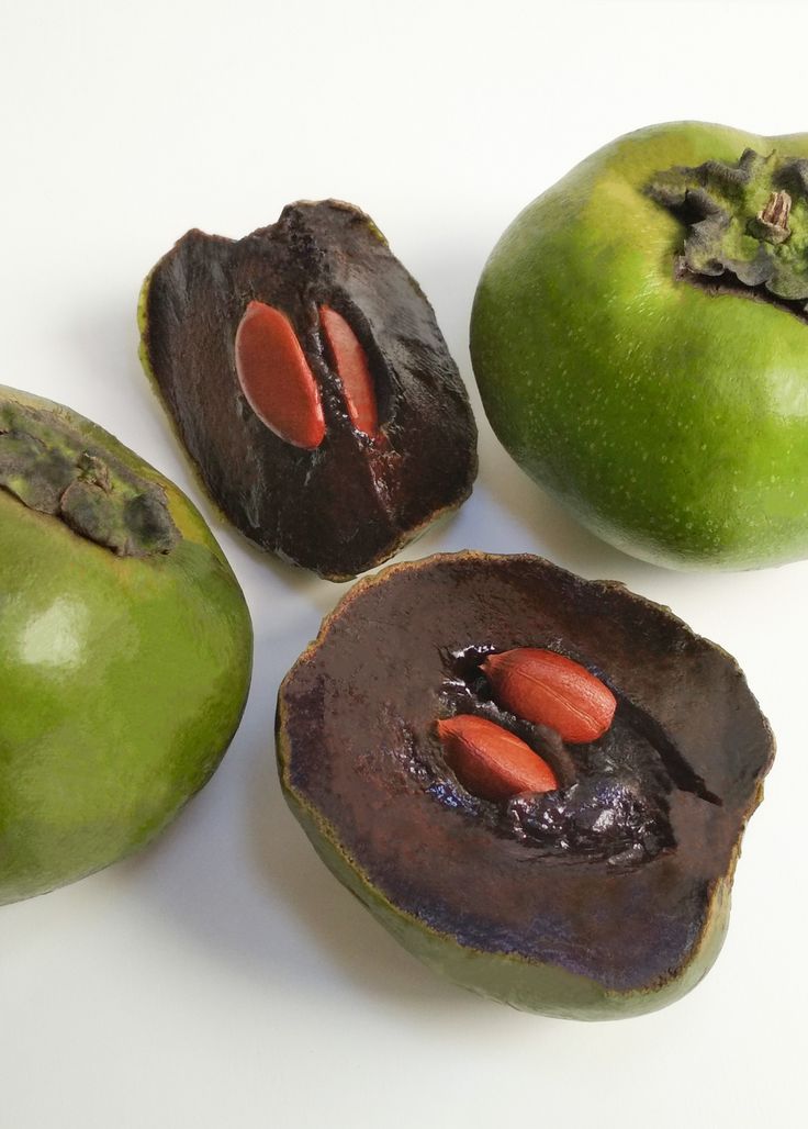 Black Sapote (Seedling) Fruit Plant