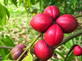 Mahkota Dewa (Seedling) Fruit Plant