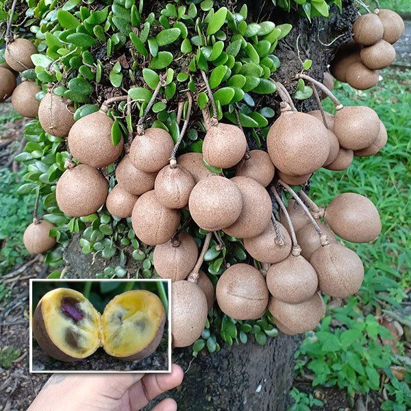 Kepel (Seedling) Fruit Plant