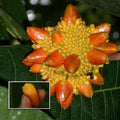 Kesusu (Bud) Fruit Plant