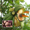 Kola Nut (Seedling) Fruit Plant