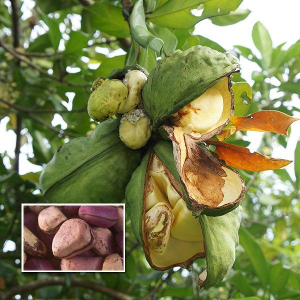 Kola Nut (Seedling) Fruit Plant