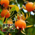 Lemon Vine (Layer) Fruit Plant