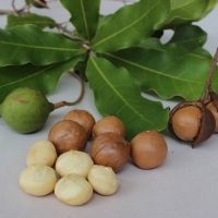 Macadamia Nut (Seedling) Fruit Plant