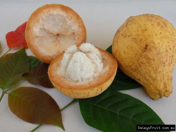 Sweet Santol (Graft) Fruit Plant