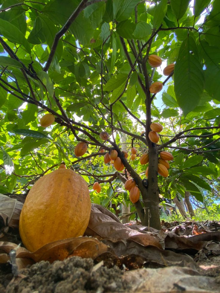Cocoa (Chocolate Bean, Seedling) Fruit Plant