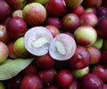 Camu-Camu (Layering) Fruit Plant