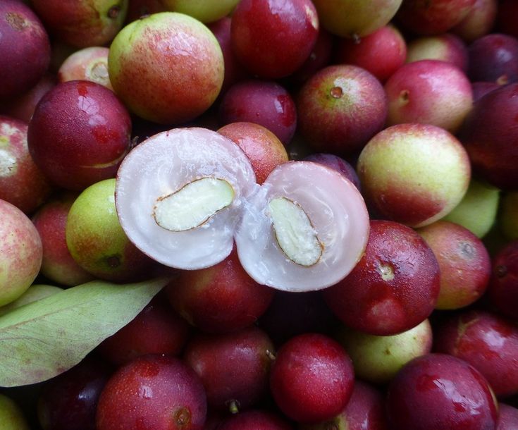 Camu-Camu (Layering) Fruit Plant