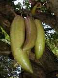 Candle Fruit (Seedling) Fruit Plant