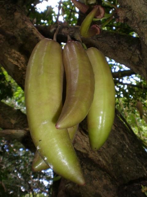 Candle Fruit (Seedling) Fruit Plant