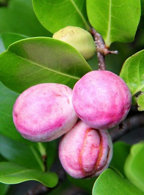 Cocoplum (Seedling) Fruit Plant