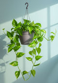 Money plant