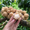 Langsat (Seedling) Fruit Plant
