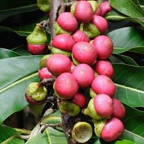 Engkala (Seedling) Fruit Plant