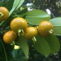 Grumichama (Yellow Brazilian Cherry) Fruit Plant
