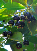 Grumichama (Black Brazilian Cherry, Seedling) Fruit Plant
