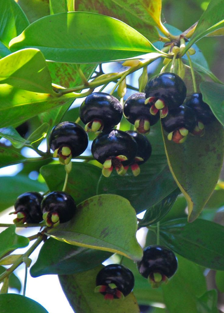 Grumichama (Black Brazilian Cherry, Seedling) Fruit Plant