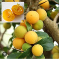 Kei Apple (Seedling) Fruit Plant