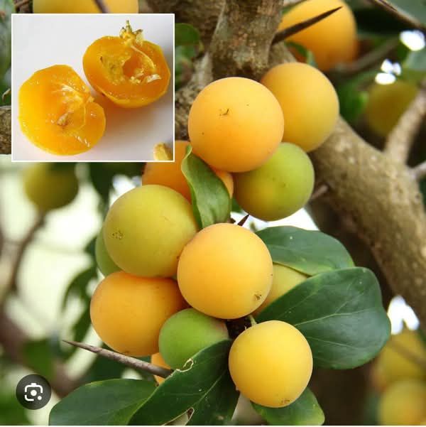 Kei Apple (Seedling) Fruit Plant