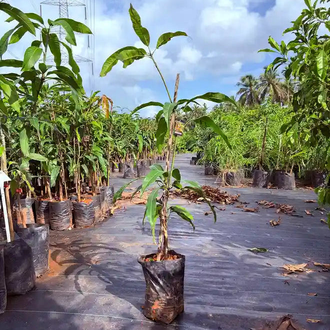 Alphonso Mango grafted live fruit plant in nursery pot with healthy green foliage | Premium Indian mango plant | Keraleaf