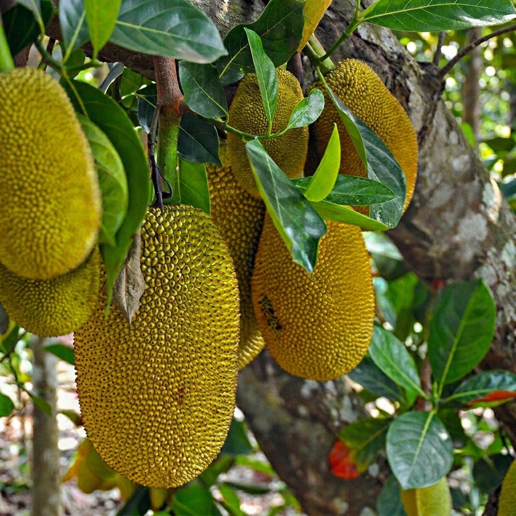 Chempedak budded live fruit plant in nursery pot with healthy green foliage | Premium tropical fruit plant | Keraleaf