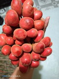 Kriel Fruit (Seedling) Fruit Plant