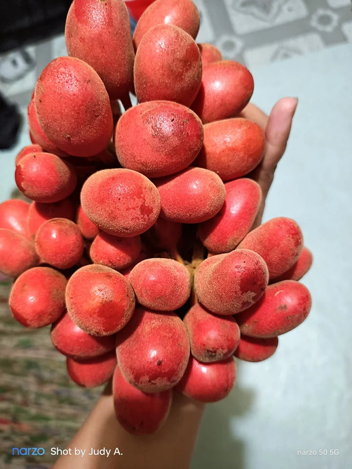 Kriel Fruit (Seedling) Fruit Plant