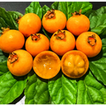 Palilo (Seedling) Fruit Plant
