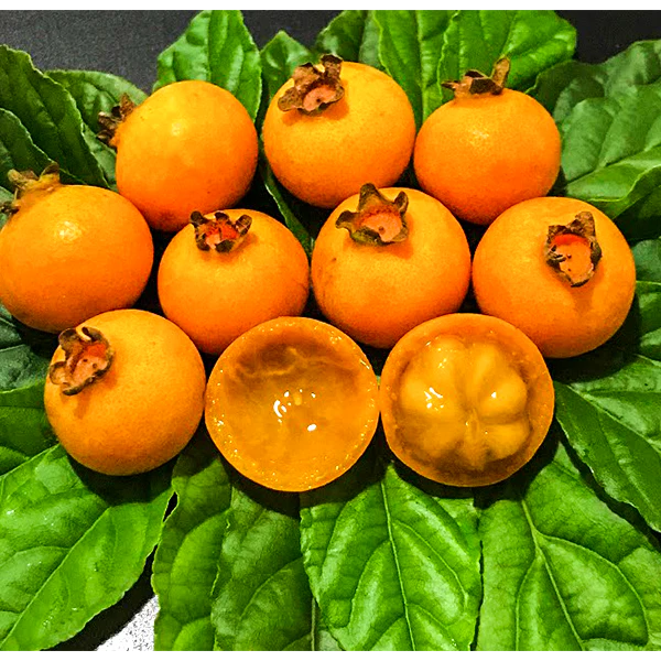 Palilo (Seedling) Fruit Plant