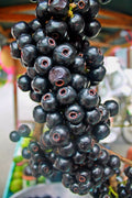 Lipote (Seedling) Fruit Plant