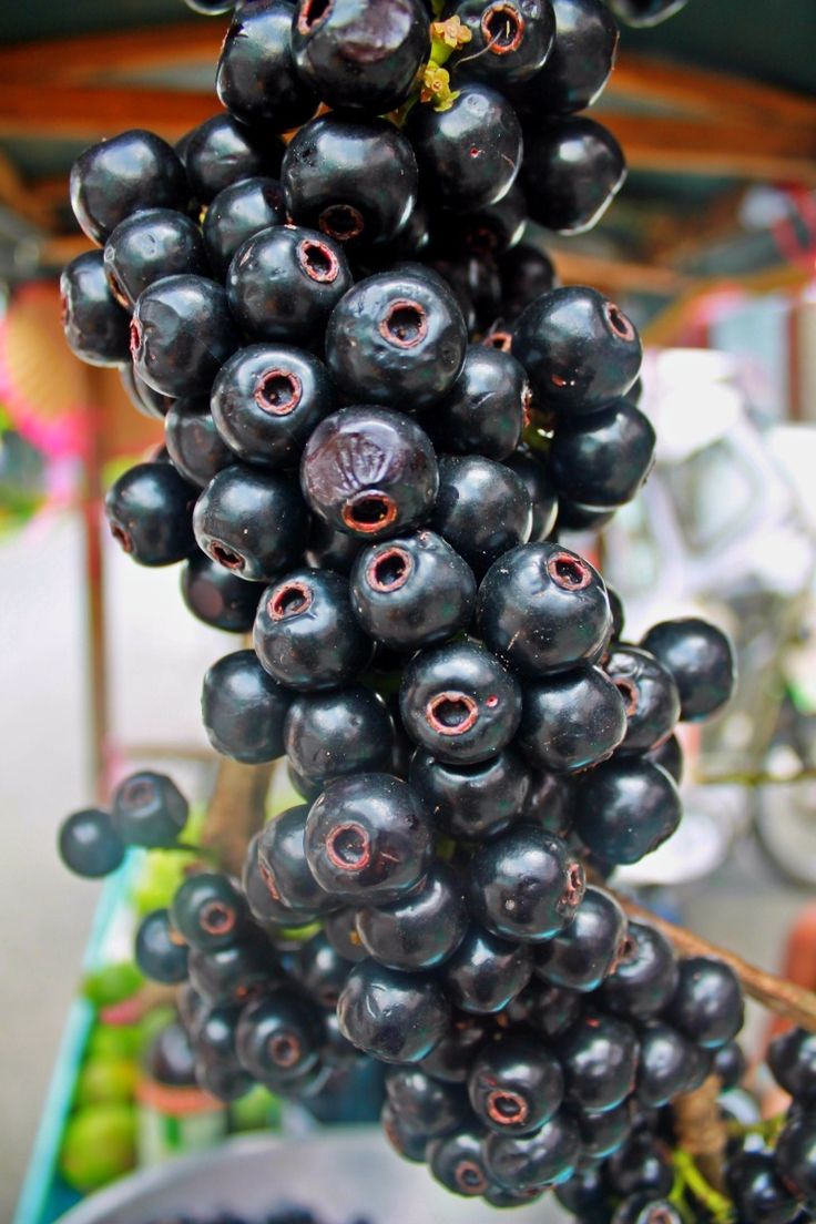 Lipote (Seedling) Fruit Plant