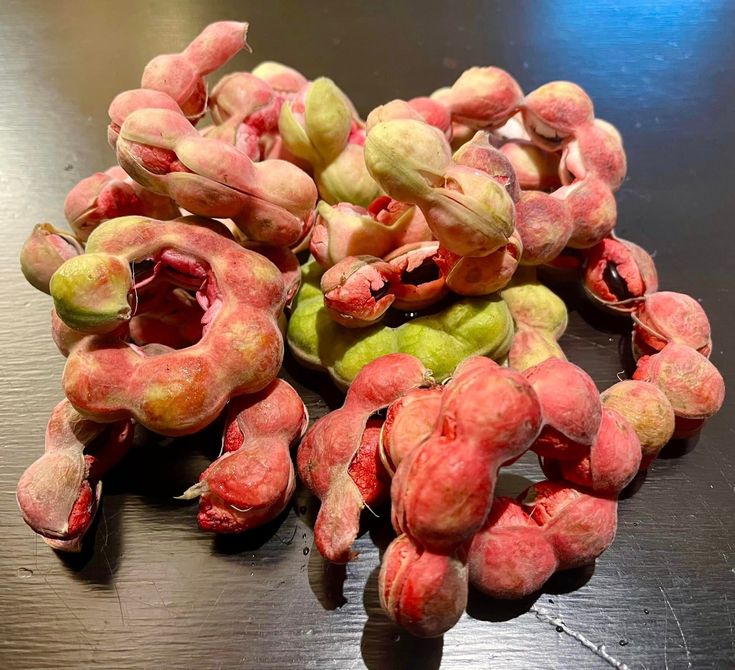 Manila Tamarind (Seedling) Fruit Plant