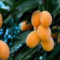 Maprang (Seedling) Fruit Plant