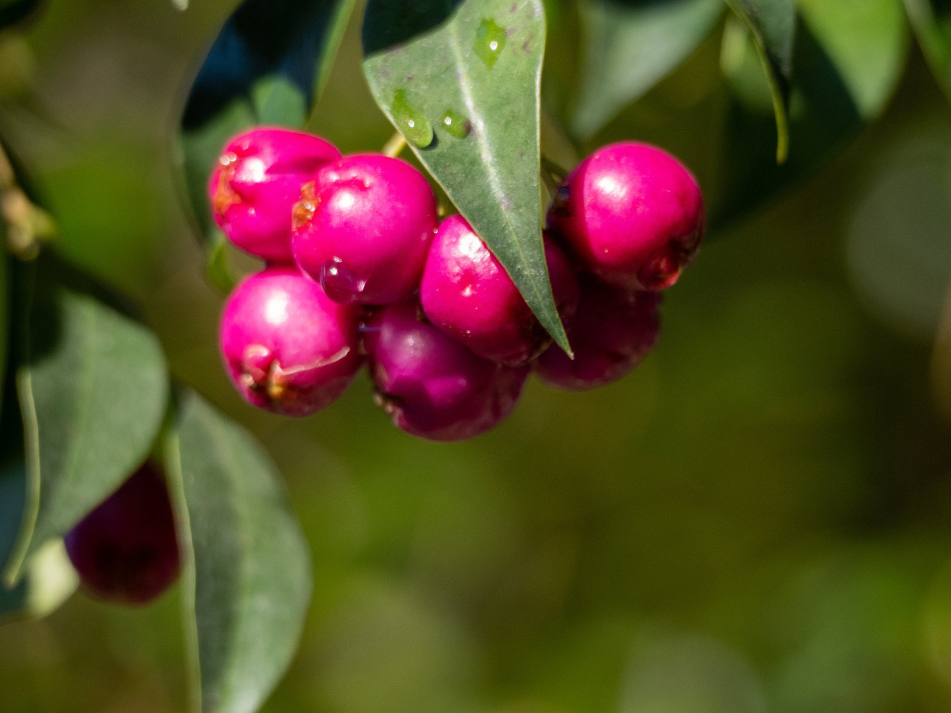 Lilly Pilly / Monkey Apple (Layer) Fruit Plant