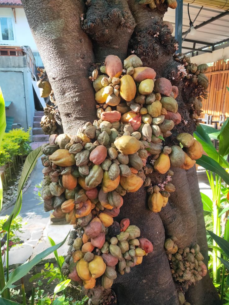 Nam Nam (Seedling) Fruit Plant