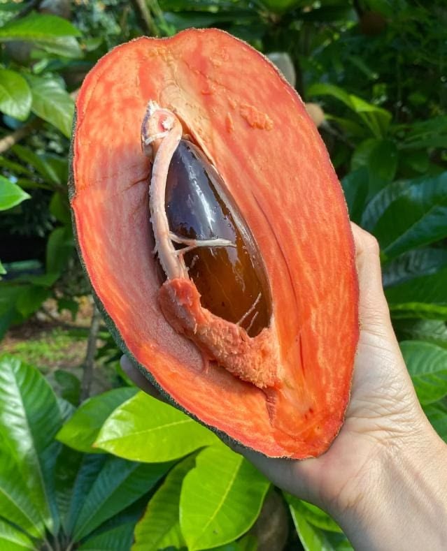 Mamey Sapote (Seedling) Fruit Plant