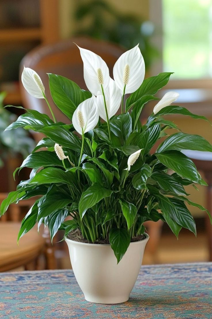 peace lilly plant