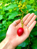 Peanut Butter (Seedling) Fruit Plant