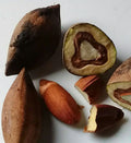 Cut Nut / Pili Nut (Seedling) Live Fruit Plant