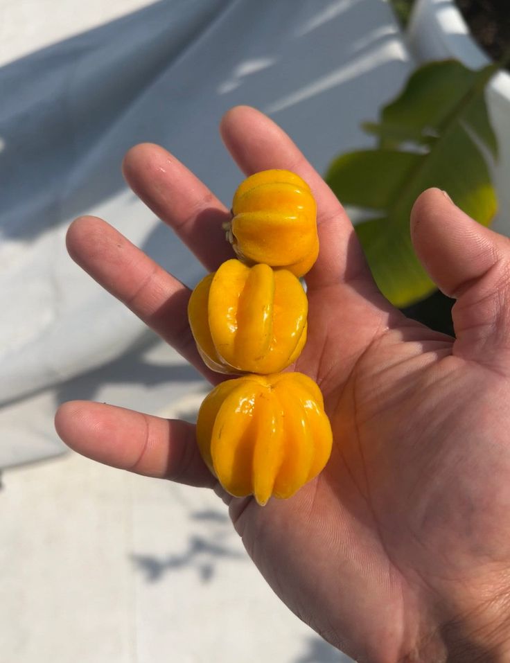 Pitangatuba (Eugenia Selloi) Fruit Plant