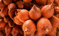 Salak (Red, Seedling) Fruit Plant