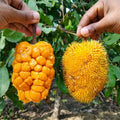 Anjili Chakka seedling live fruit plant in nursery pot with healthy green foliage | Rare tropical fruit plant | Keraleaf