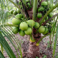 18th Patta Dwarf hybrid coconut (Thengu) seedling in nursery bag with healthy green leaves | Premium coconut plant | Keraleaf