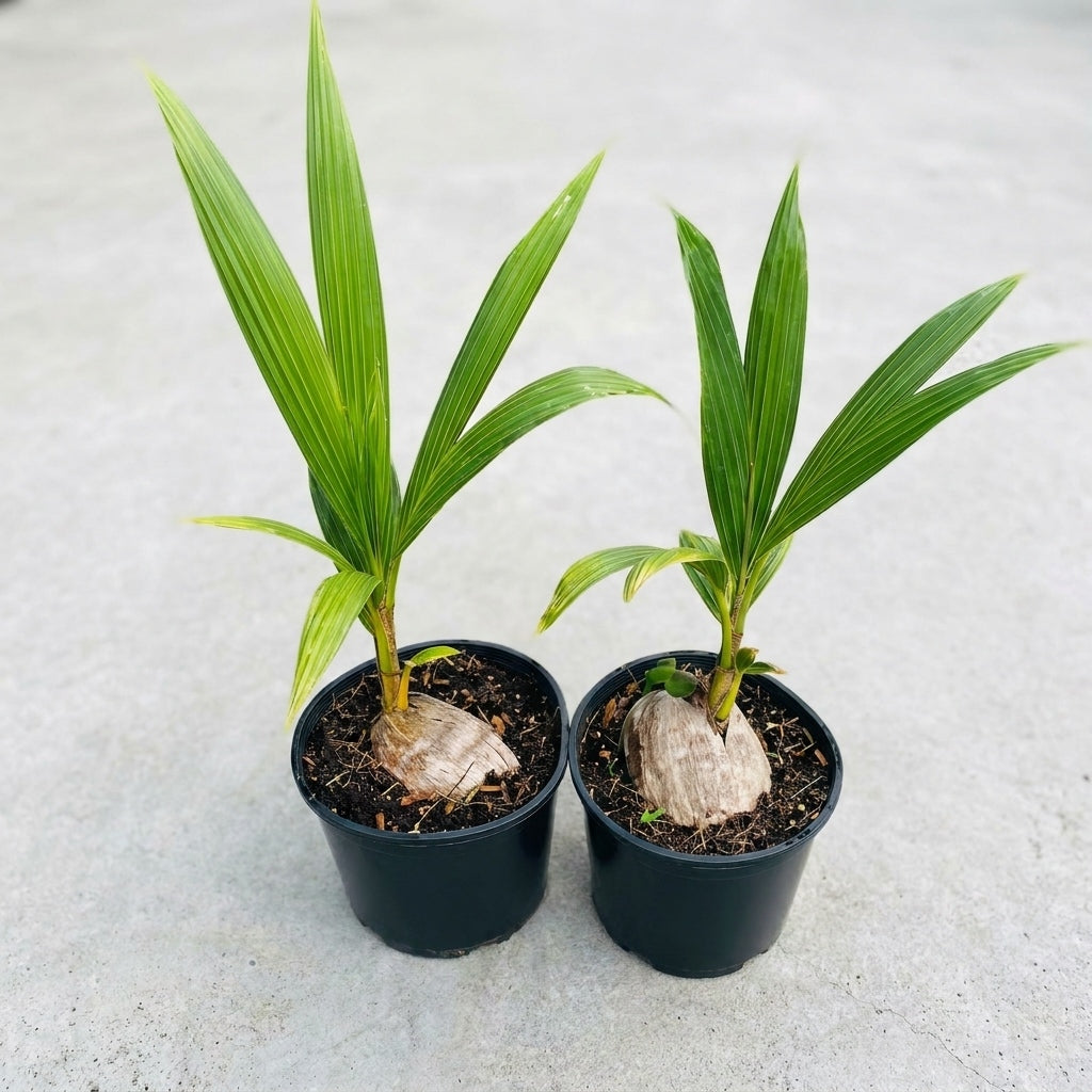 18th Patta Dwarf hybrid coconut (Thengu) seedling in nursery bag with healthy green leaves | Premium coconut plant | Keraleaf