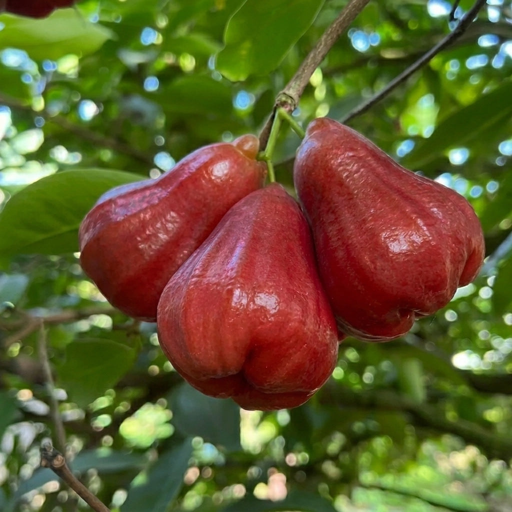 Thai Red Wax Apple (Chamba) layered live fruit plant in nursery pot with healthy green foliage | Premium tropical fruit plant | Keraleaf