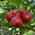 Thai Red Wax Apple (Chamba) layered live fruit plant in nursery pot with healthy green foliage | Premium tropical fruit plant | Keraleaf