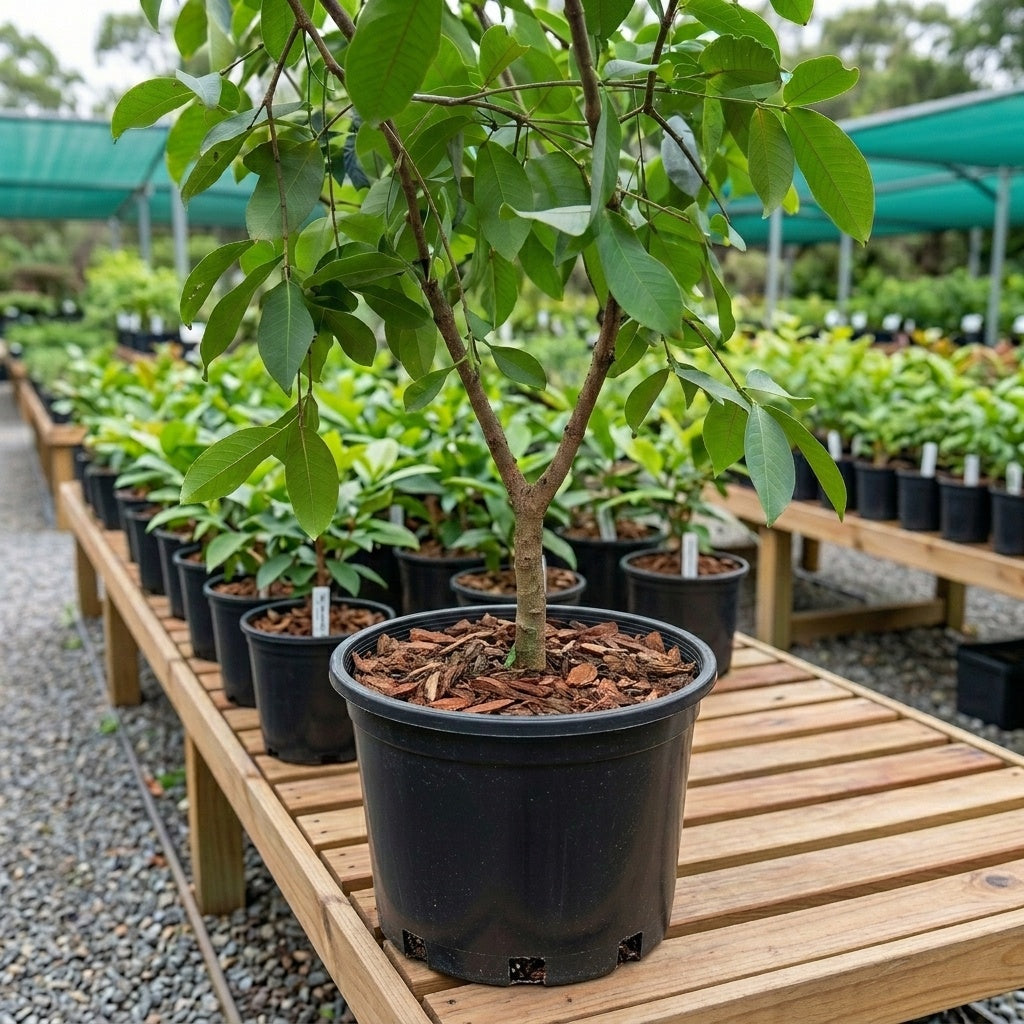 Rose Wax Apple (Chamba) layered live fruit plant in nursery pot with healthy green foliage | Premium tropical fruit plant | Keraleaf