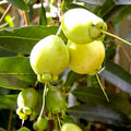 Paneer Bell Apple (Chamba) layered live fruit plant in nursery pot with healthy green foliage | Premium tropical fruit plant | Keraleaf